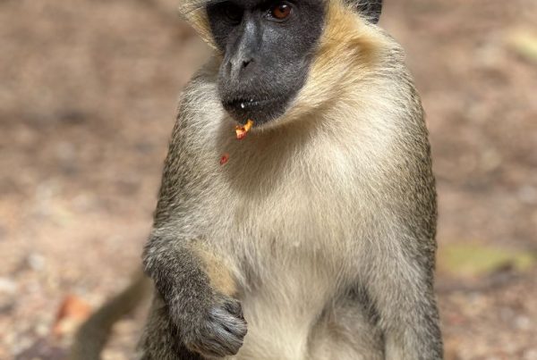 My holiday in Gambia