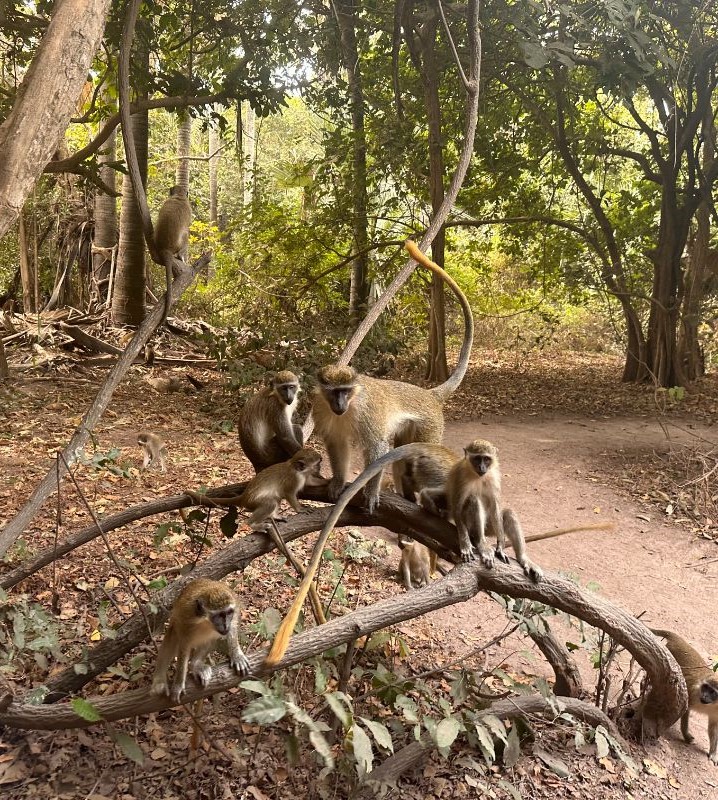The Gambia Holidays
